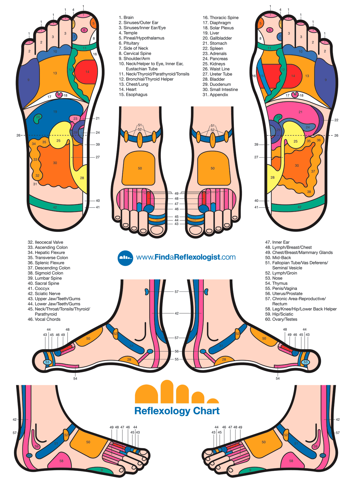 Detailed Foot Reflexology Chart