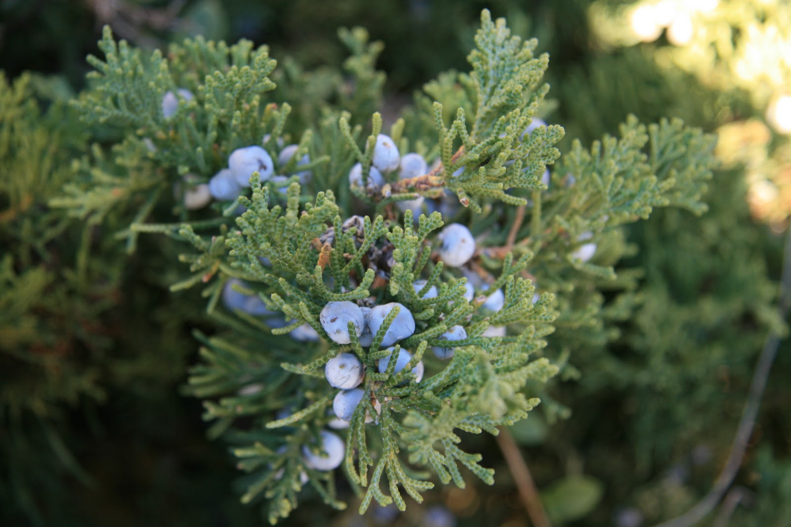 Gardening and Gardens Juniper Berries