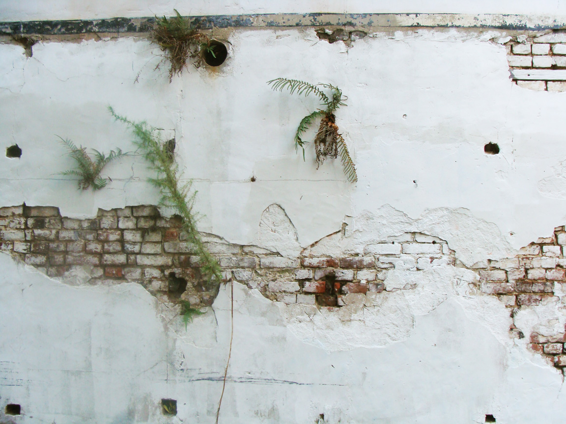 [air+plants.jpg]