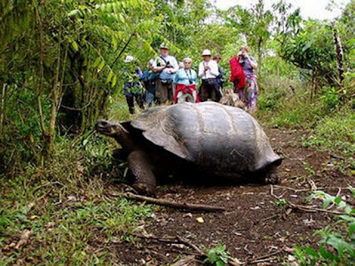 Tortugas gigantes en las islas Galapagos