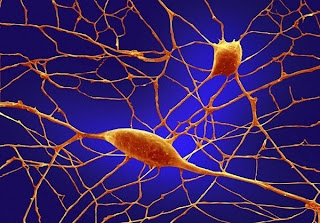 Neuronas o celulas de Purkinje