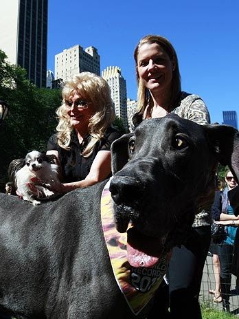 Dr. WTF Blog!: El perro mas grande del mundo y el mas