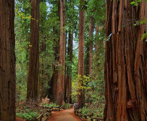 [2008-04-redwood-trees.jpg]