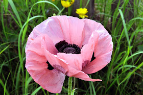 North Fife: Late Spring Flowers June 16th