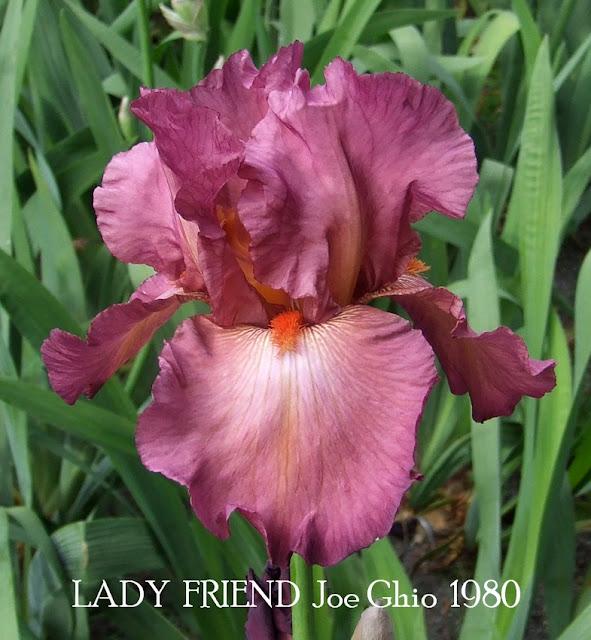 Tall Bearded Iris "LADY FRIEND" ~ HERITAGE IRISES