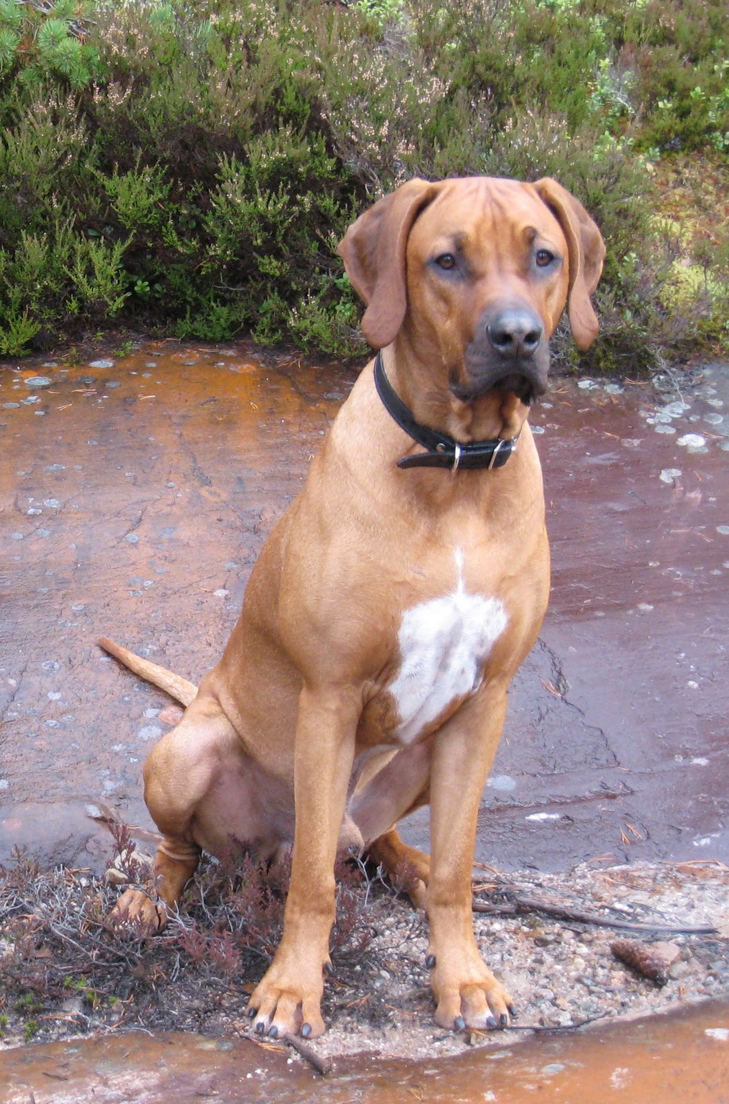 Rhodesian Ridgeback 2009: november 2010