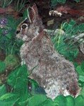 Bunny in the Violets