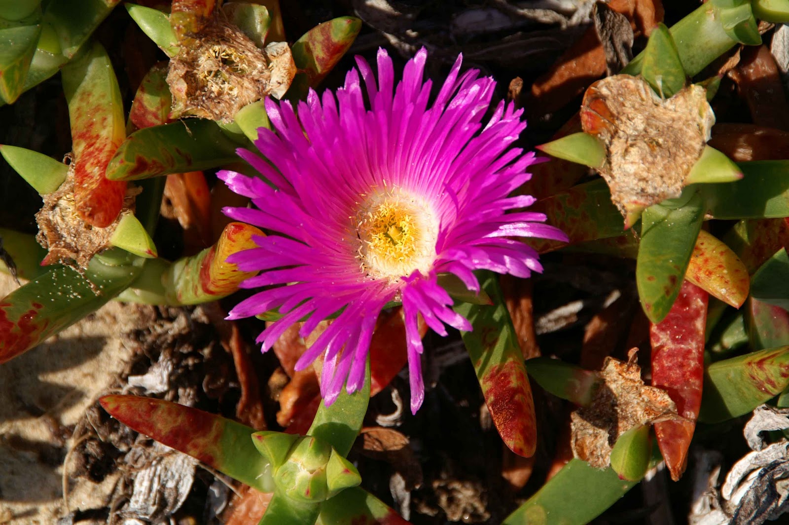 Laurence and Henry's Big Adventure Sand Dune Flowers Hawks Nest