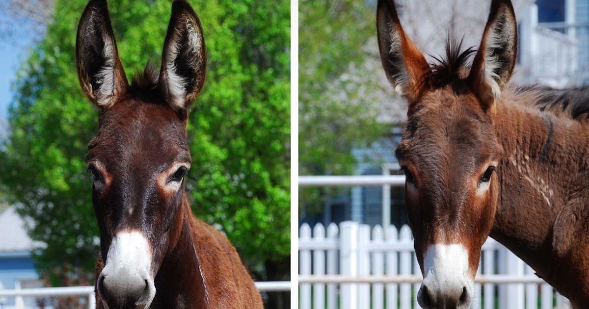 The 7MSN Ranch: Two more BLM burros win the lottery