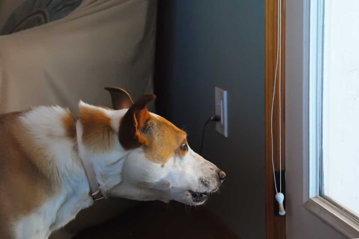 The 7MSN Ranch: Snake on a leash