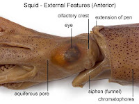 Squid Diagram Squid Diagram