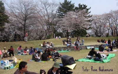 Hanami no Japão Parque enfeitado de sakura- Hanami