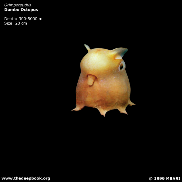 [dumbo+octopus.jpg]