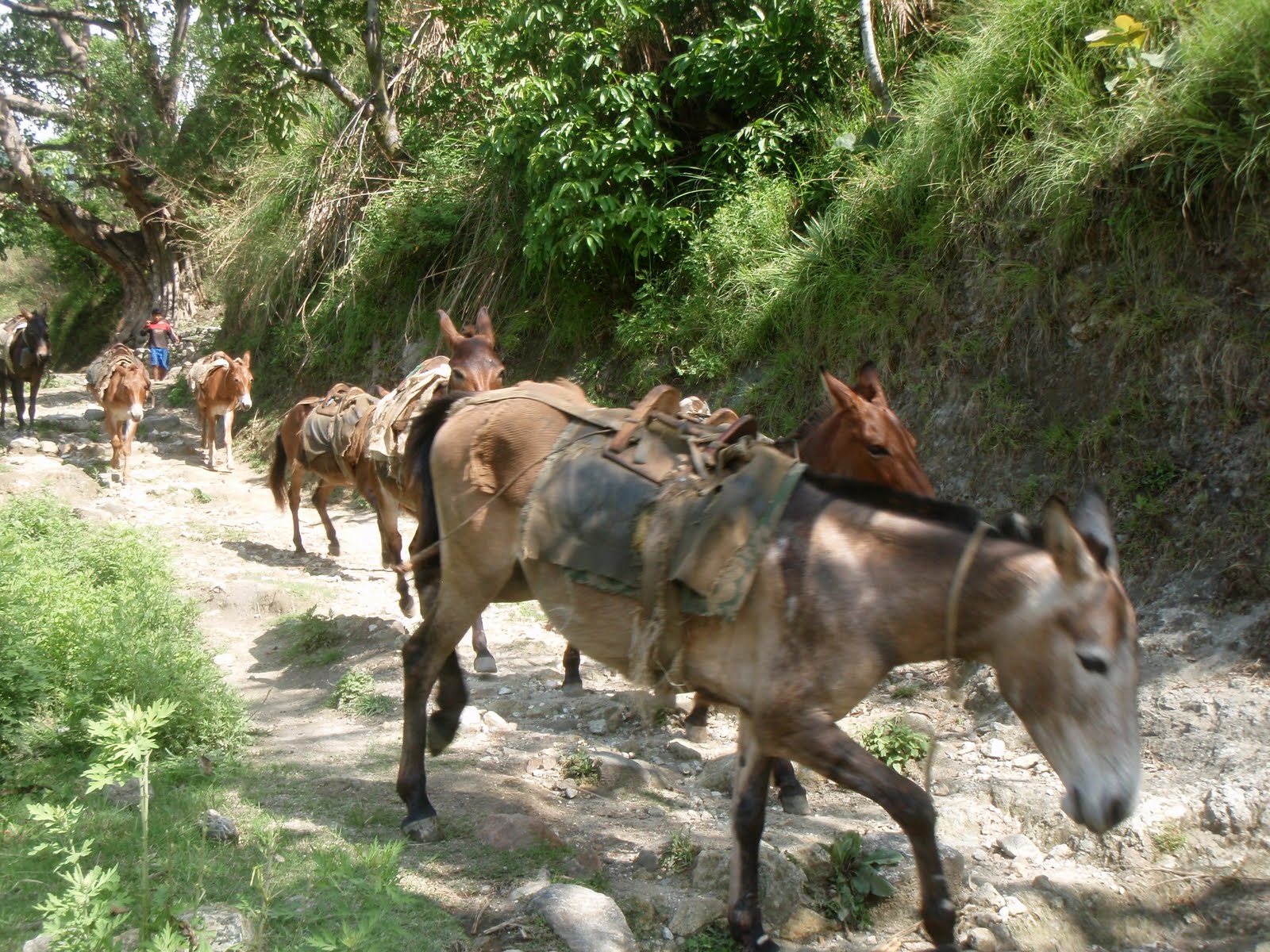 Mr. Smith Goes to Kathmandu: Annapurna Circuit in 7 days (Part1)
