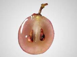 [üzüm+çekirdeği.jpg]