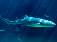 [Köpek+Balığı+Kıkırdağı+-+Shark+Cartilage.jpg]