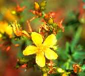 [sarı+kantaron.jpg]