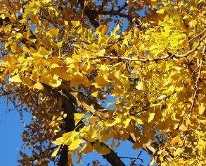 [ginkgo-biloba.jpg]