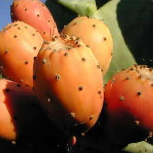 [Dikenli+İncir-kaktüs+meyvesi.jpg]