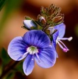 [mine+çiçeği.jpg]