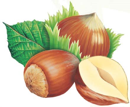 [Fındık+ve+fındığın+faydaları.jpg]