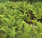 [kırkdamar+otu-cryptogam.jpg]