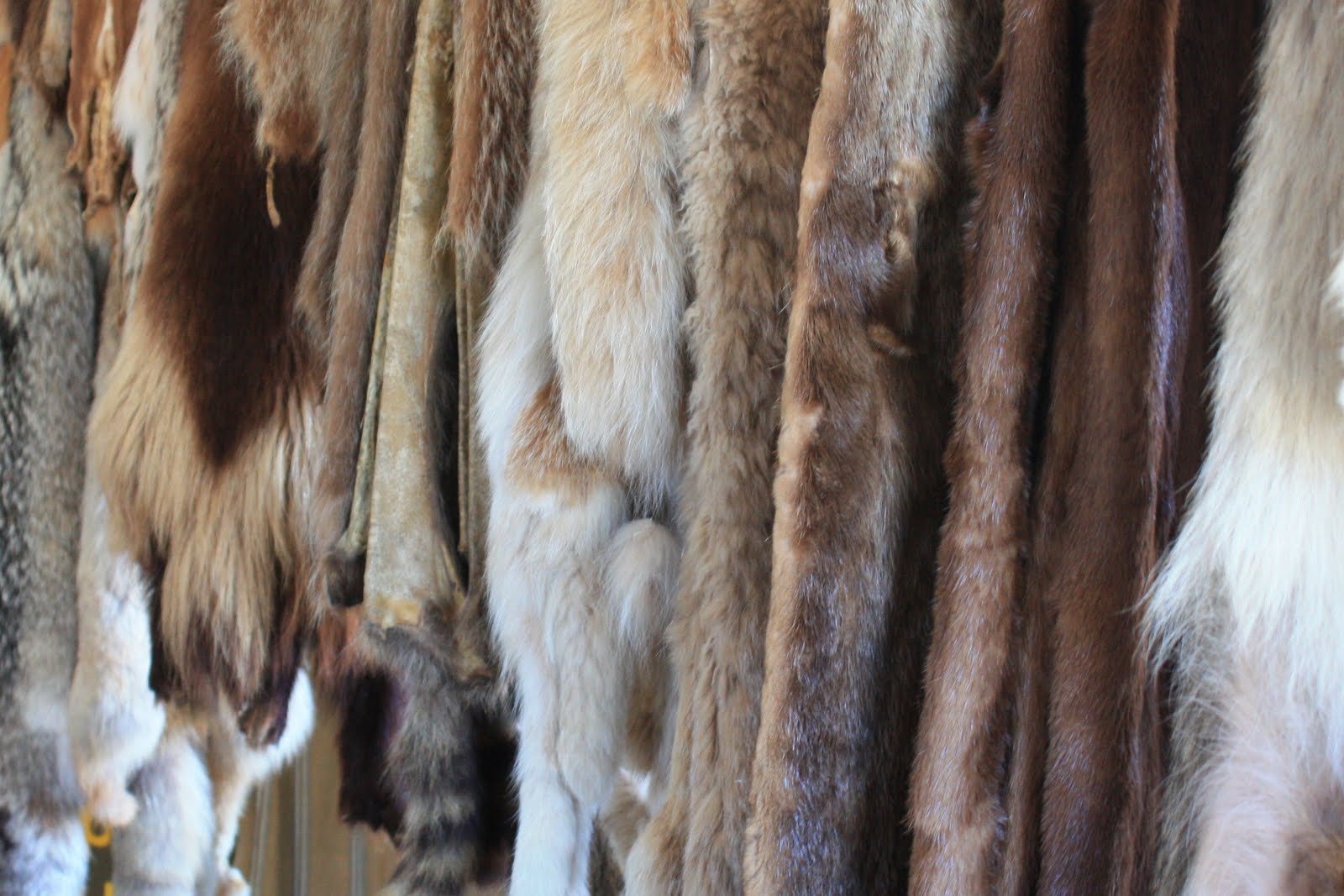 Fur Trade Family History The Smell of Furs