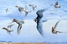 Tiercel peregrine and teal