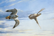 White Gyr and Sharptail