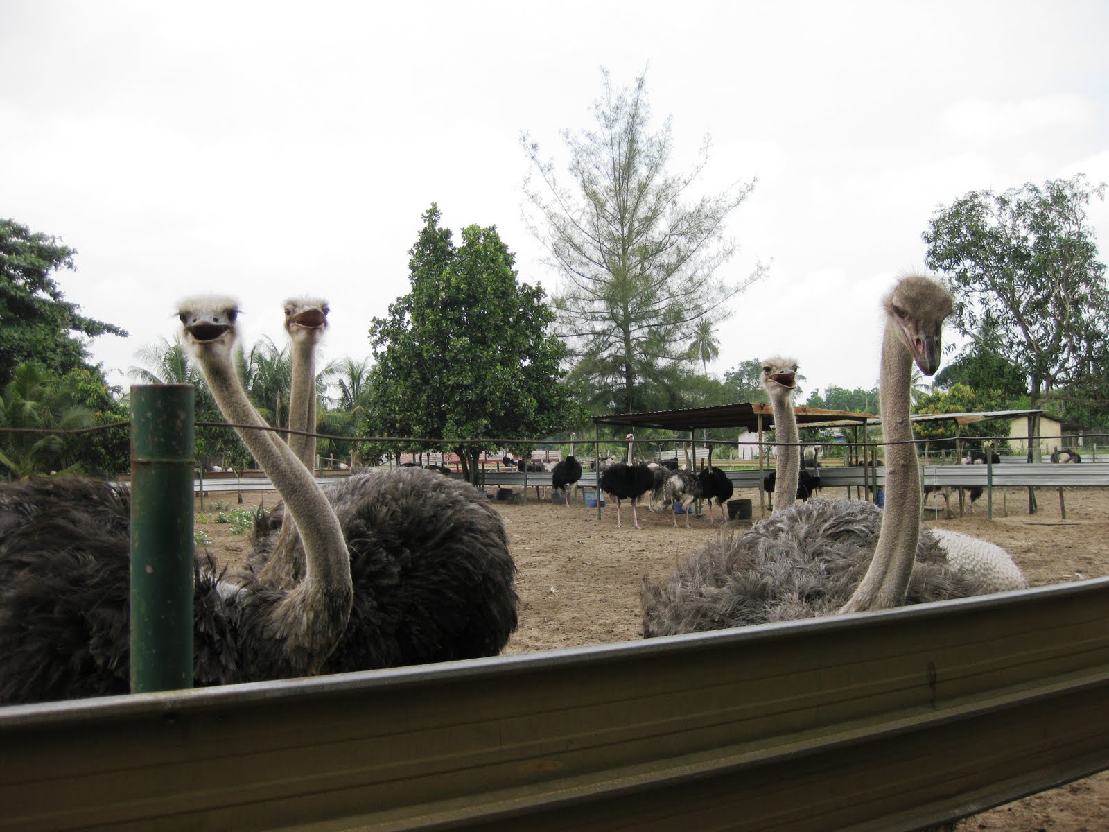 When life isn't what you have expected...: Fun day @Ostrich Farm, Desaru