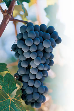 [Uvas.jpg]