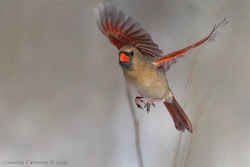 cardinal flight birds shooting bird flying northern male captures action country glory female