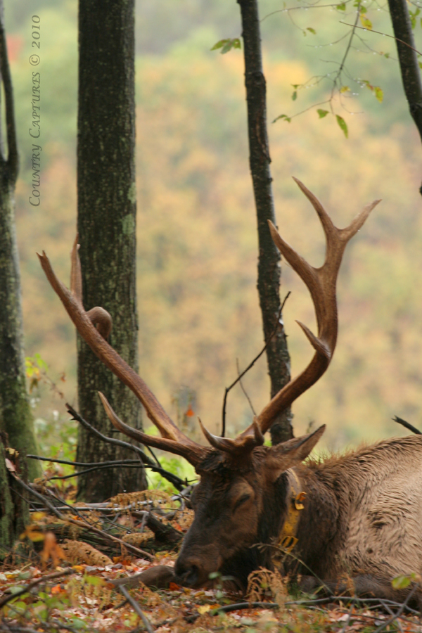 Country Captures Fred Pennsylvania's Most Famous Elk