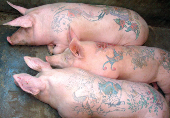 tattooed pigs