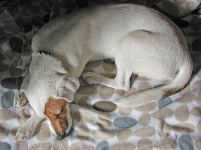 Indie, my one year old jack russell