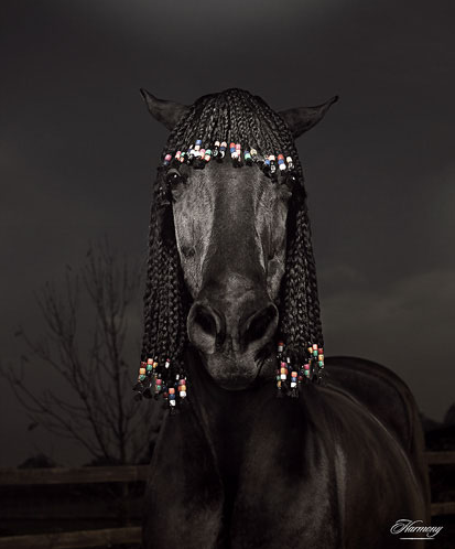 horse in corn rows Julian Wolkenstein Photography