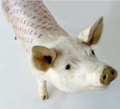tattooed swine 