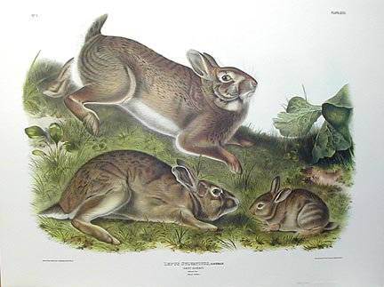 [audubon.rabbit.jpg]