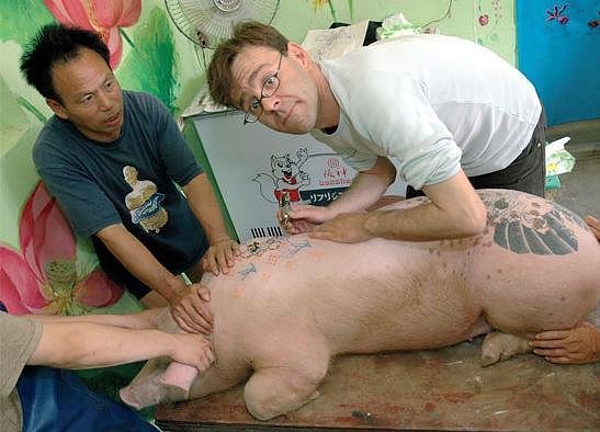 Artist Wim Delvoye tattooing a live pig