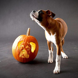 Dog pumpkins