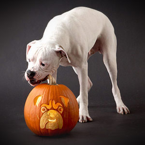 dog breed jack-o-lanterns pit bull pumpkin