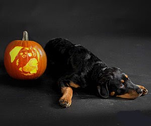 rottweiler pumpkin stencil