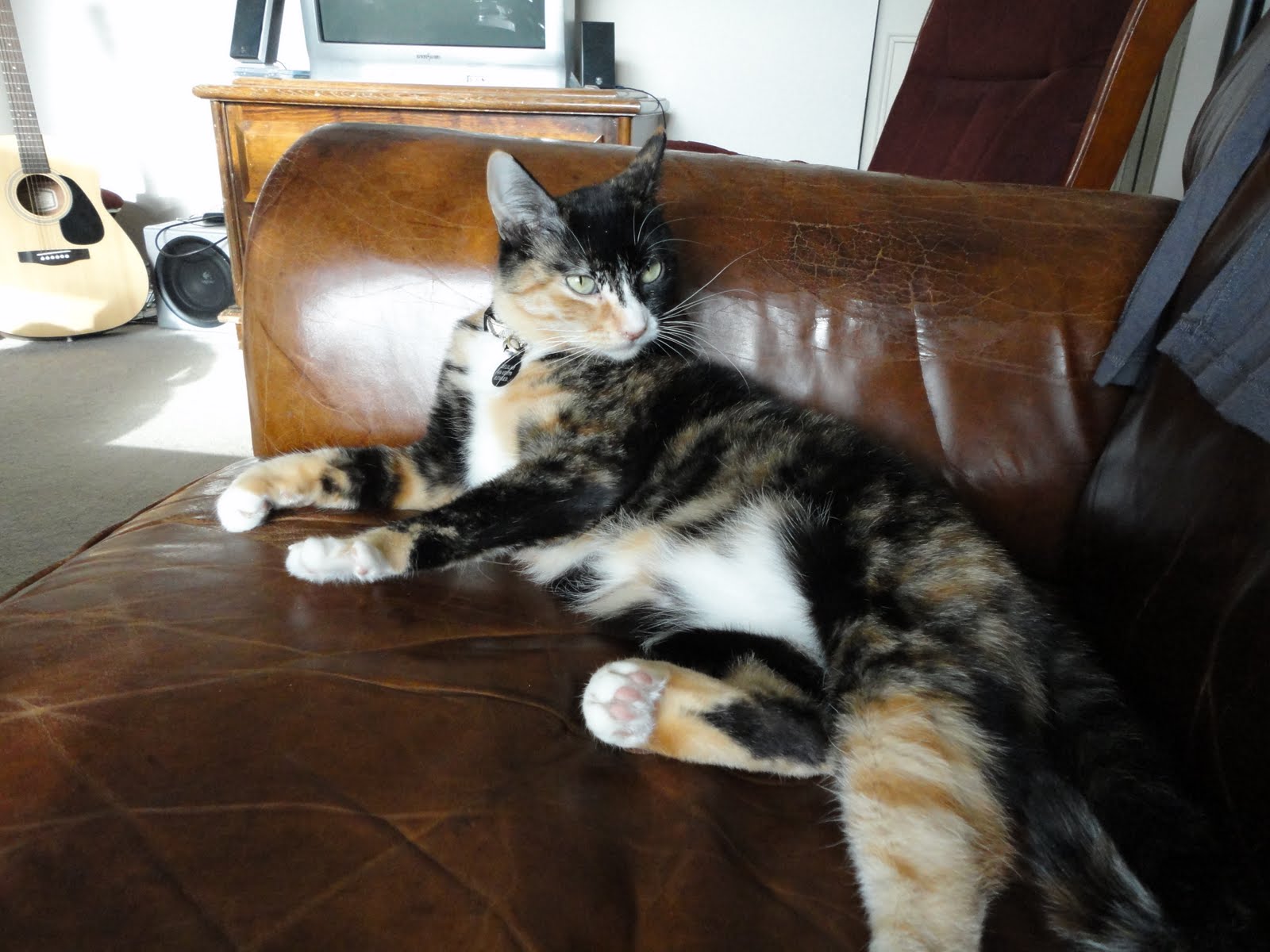 Meet Delilah the Cat