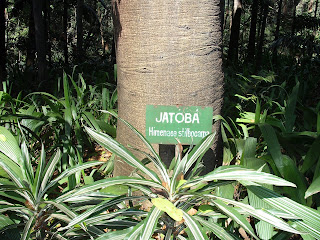 VISITE O PARQUE: Árvores Nativas: Jatobá