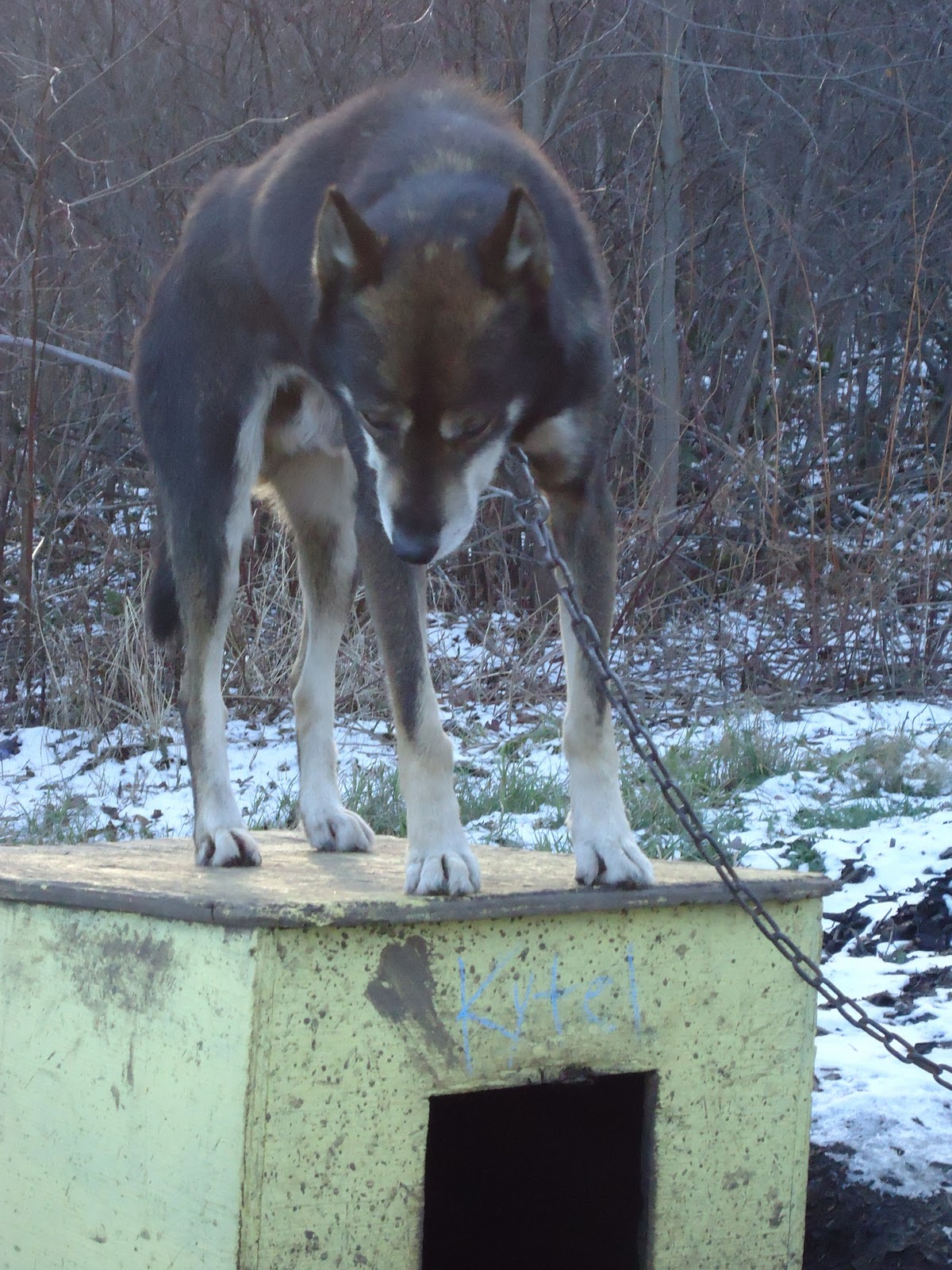 Being Human Muddy Paw Sled Dog Kennel