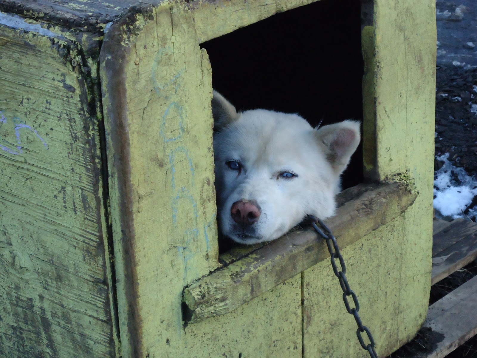 Being Human Muddy Paw Sled Dog Kennel