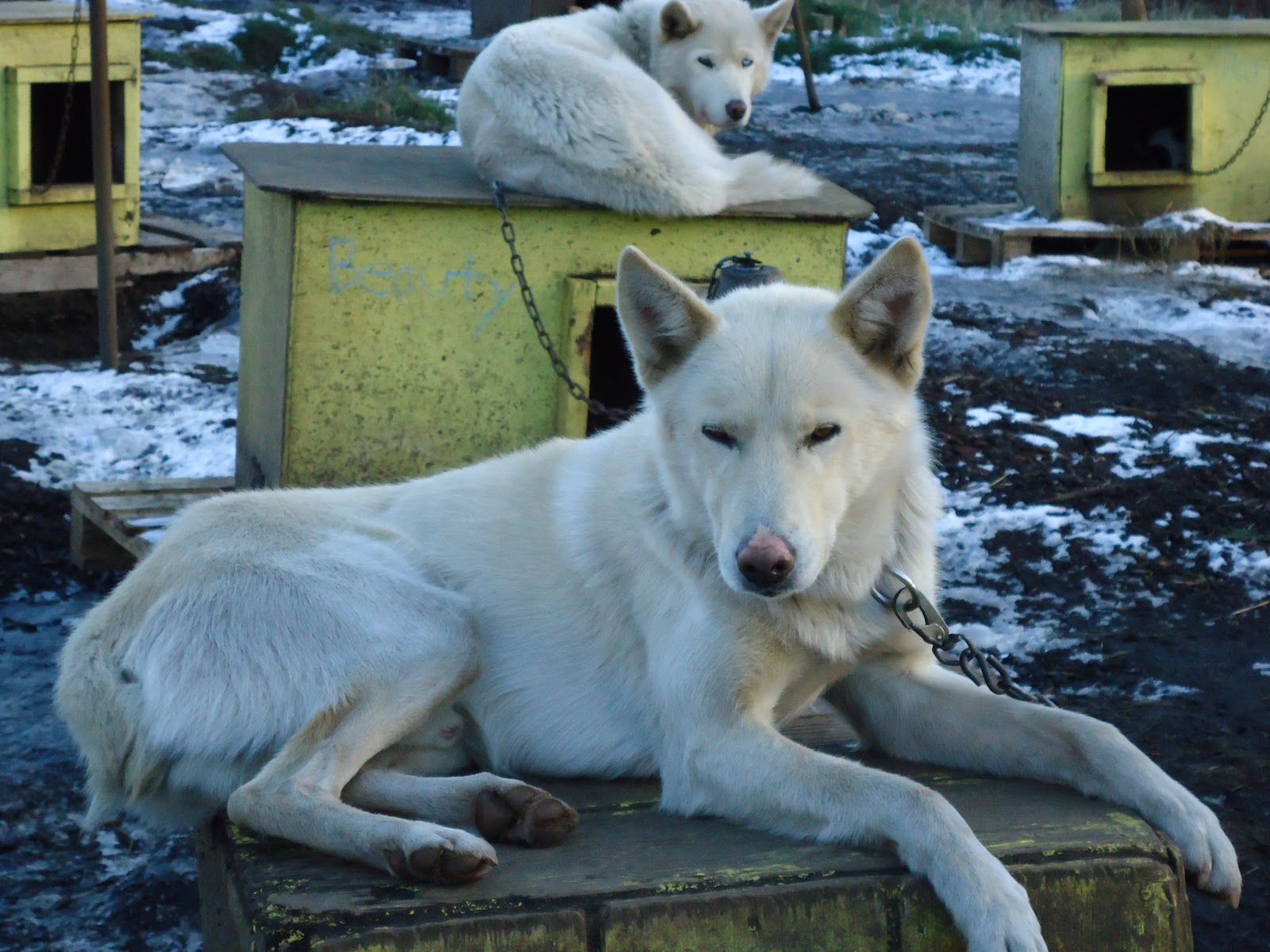 Being Human Muddy Paw Sled Dog Kennel