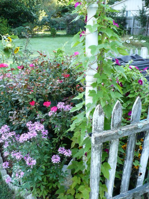 [garden0908+001.JPG]