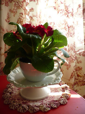 primrose in a teacup