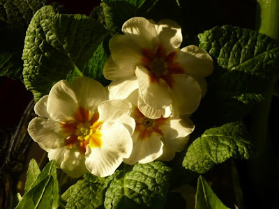 white primrose